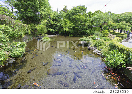 熊本地震から復活を遂げた水前寺公園水前寺成趣園。阿蘇の伏流、清冽な湧水、神水 長寿の水で泳ぐ鯉コイ 熊本地震から復活を遂げた水前寺公園水前寺成趣園。阿蘇の伏流、清冽な湧水、神水 長寿の水で泳ぐ鯉コイ 23228550