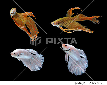betta fish isolated on white background 23228676