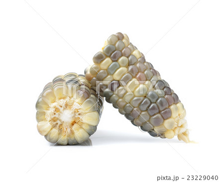 corn isolated on white background 23229040