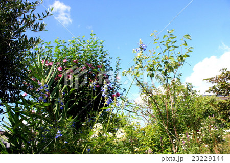 夏のナチュラルガーデン 23229144