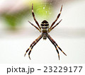 コガネグモの幼体-7 23229177
