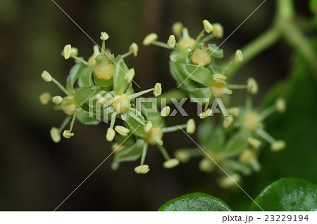 自然 植物 アマミヅタ 奄美大島から沖縄にかけて自生する蔓性植物 壁面緑化にも利用されているそうですの写真素材