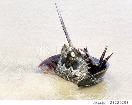 South Bethany beach the Horseshoe crab 2016 South Bethany beach the Horseshoe crab 2016 23229293