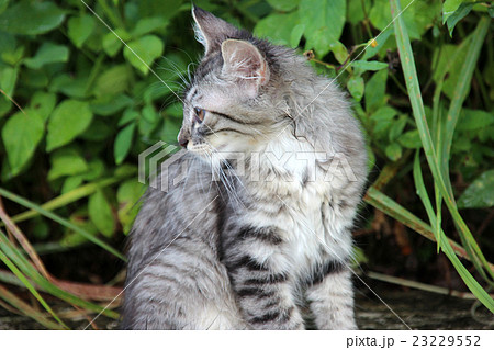 サバトラのかわいい子猫の写真素材