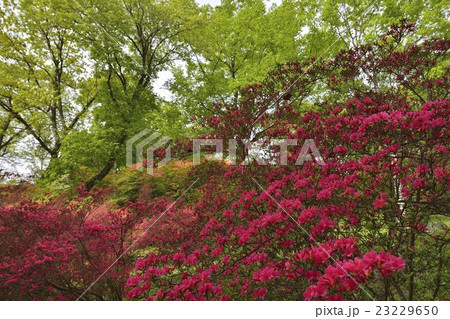 二本木峠 23229650