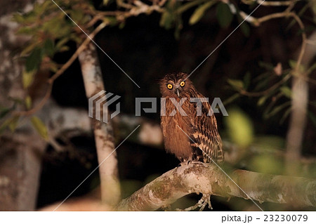 Buffy Fish Owl (マレーウオミミズク) Buffy Fish Owl (マレーウオミミズク) 23230079