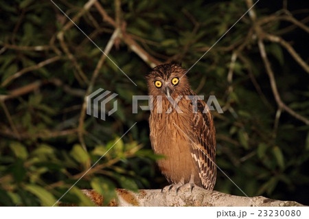 Buffy Fish Owl （マレーウオミミズク） 23230080