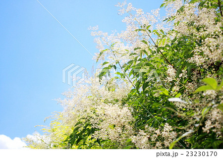 夏の庭木 花をつけるトネリコの写真素材