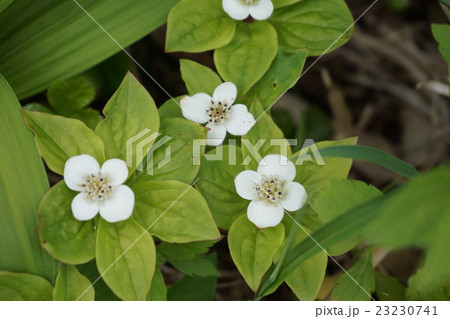 ゴゼンタチバナ ゴゼンタチバナ 23230741