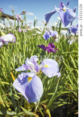 花菖蒲 23231126