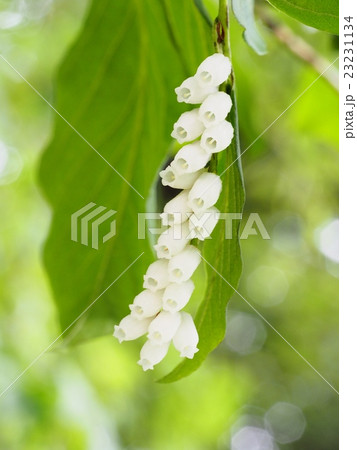 ネジキの花 23231134