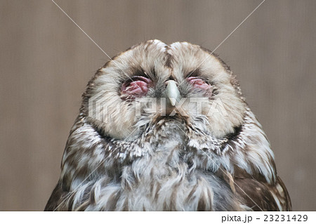 ホンドフクロウ 23231429