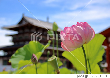 薬師寺 蓮が見る金堂 薬師寺 蓮が見る金堂 23231691