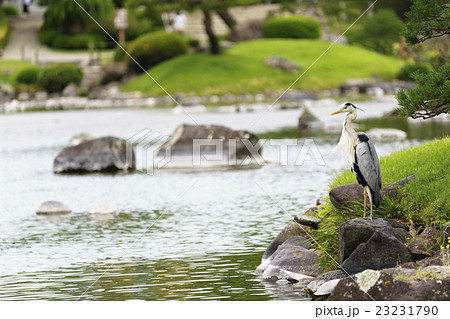 熊本地震で減水被災枯渇した水前寺公園水前寺成趣園が復活、湧水が復活した水辺で獲物を待つアオサギ青鷺 23231790