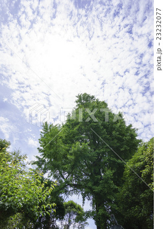 晴天青空の巻積雲うろこ雲と太陽と銀杏の木背景イメージ完成予想図パース素材縦超広角で広がる爽やかな空 23232077