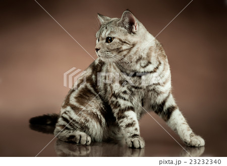 cat cat 23232340