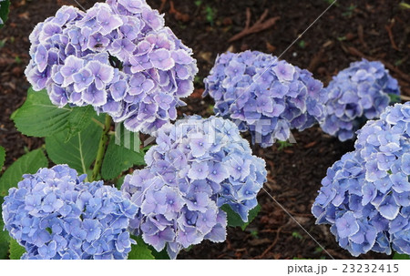 あじさい花　09 23232415