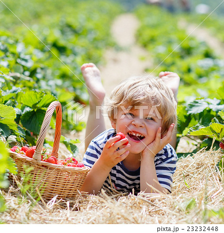 Little kid boy picking strawberries on farm 23232448