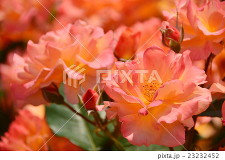 季節の花 23232452