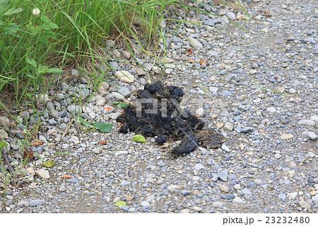 北海道 ヒグマの糞の写真素材
