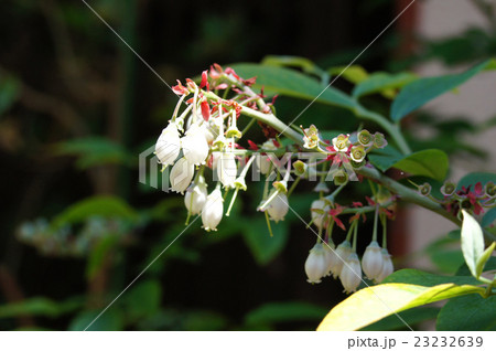 ブルーベリー・花と落花後 ブルーベリー・花と落花後 23232639