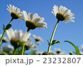 花と空 23232807