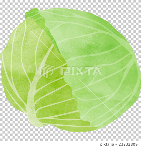 cabbage - Stock Illustration [23232809] - PIXTA