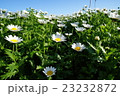 花と空 23232872