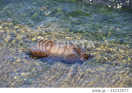 アメフラシ 23232977