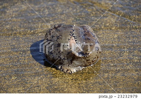 アメフラシ 23232979