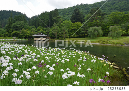 古峯神社の古峯園に咲く菖蒲 23233083