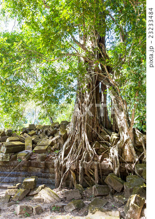 アンコール遺跡群のベン・メリア遺跡の樹木 アンコール遺跡群のベン・メリア遺跡の樹木 23233484
