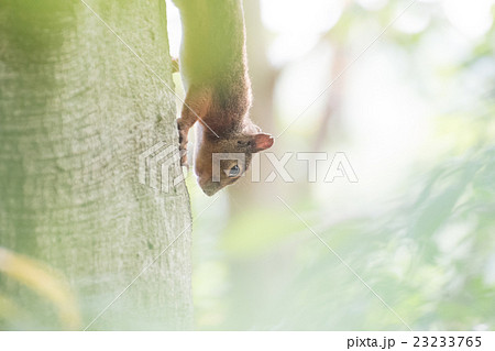 ニホンリス 23233765