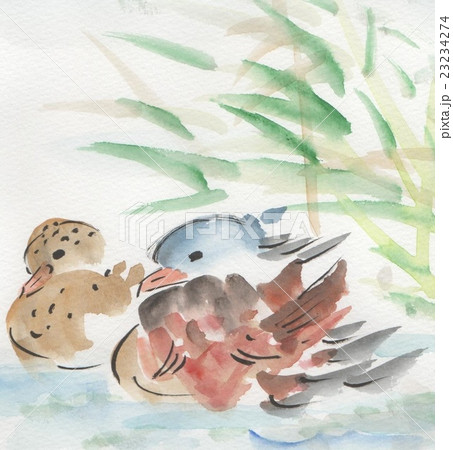 おしどり 23234274