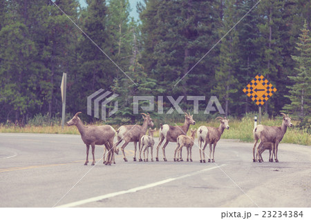 Goat in Canada 23234384