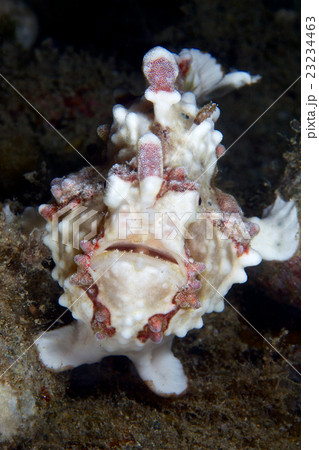 クマドリカエルアンコウ 23234463