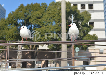 みなとみらいとユリカモメ 23234484