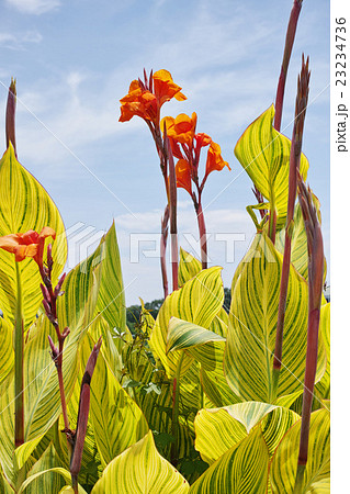 カンナの花が咲く風景 カンナの花が咲く風景 23234736