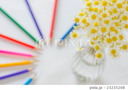 マトリカリアと色鉛筆 マトリカリアと色鉛筆 23235208