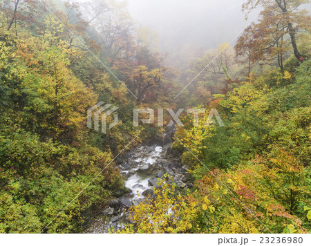 有峰林道の秋 有峰林道の秋 23236980