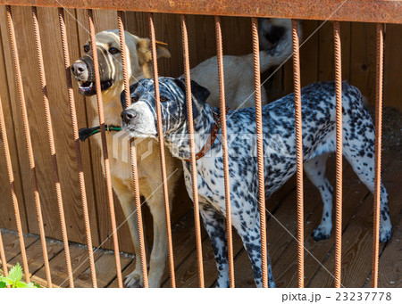 Two dogs at the shelter 23237778