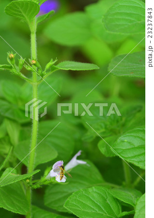 バジルミントの花とアブ バジルミントの花とアブ 23237843