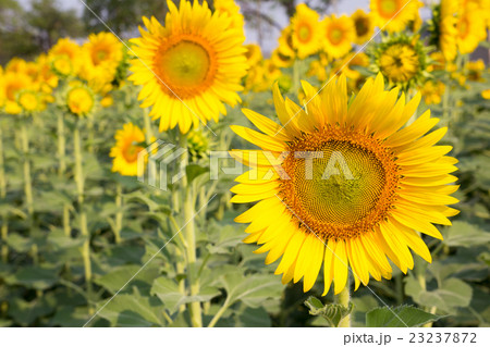 Beautiful yellow sunflower field 23237872