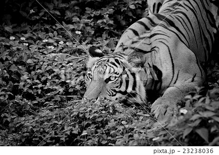 close up face tiger isolated on black background close up face tiger isolated on black background 23238036