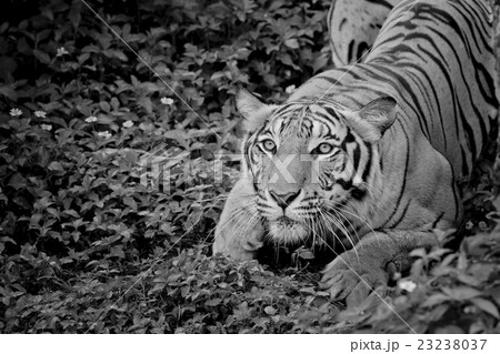 close up face tiger isolated on black background close up face tiger isolated on black background 23238037