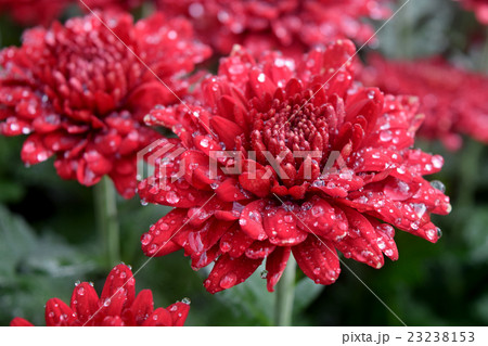red chrysanthemum 23238153
