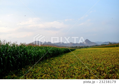 Fields of corn and soybeans Fields of corn and soybeans 23238179