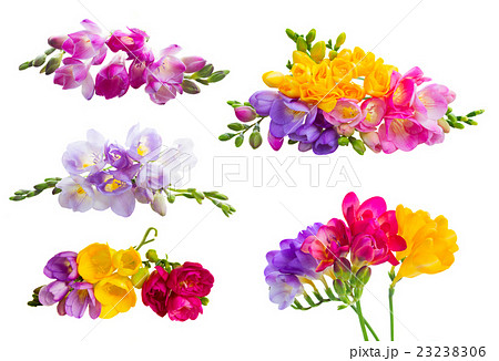 Fresh freesia flowers 23238306