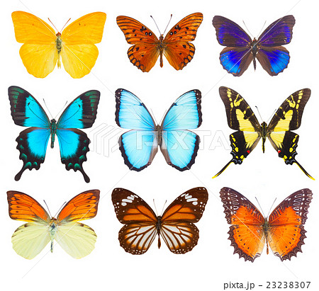 morpho adonis blue butterfly 23238307