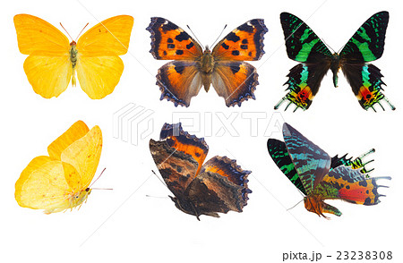 apricot sulphur butterfly 23238308